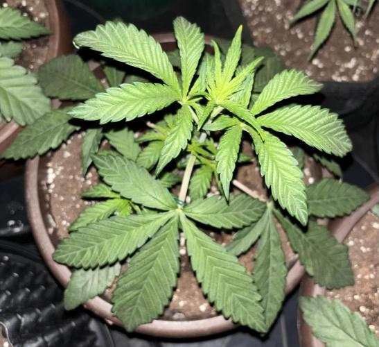 Biscotti Gelato. Week 4