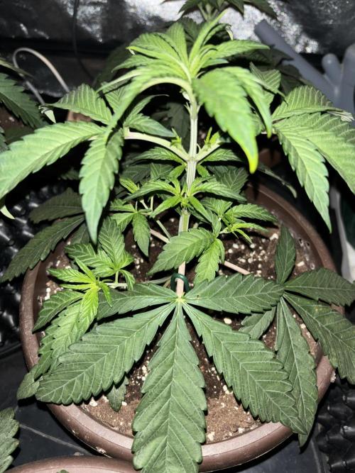 Biscotti Gelato. Week 4