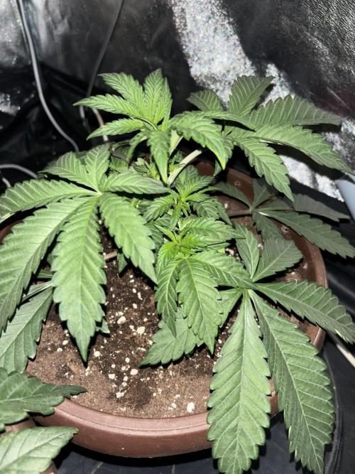 Biscotti Gelato. Week 4