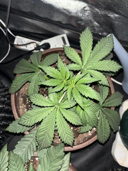 Biscotti Gelato. Week 4