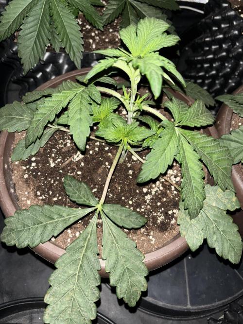 Biscotti Gelato. Week 4 - Genetics… still she can be amazing💪🏻