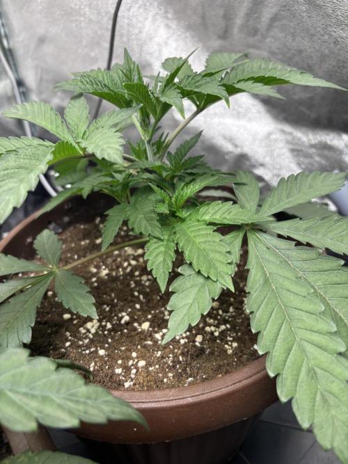 Biscotti Gelato. Week 4
