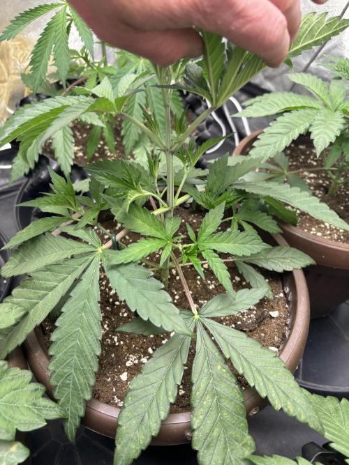 Biscotti Gelato. Week 4