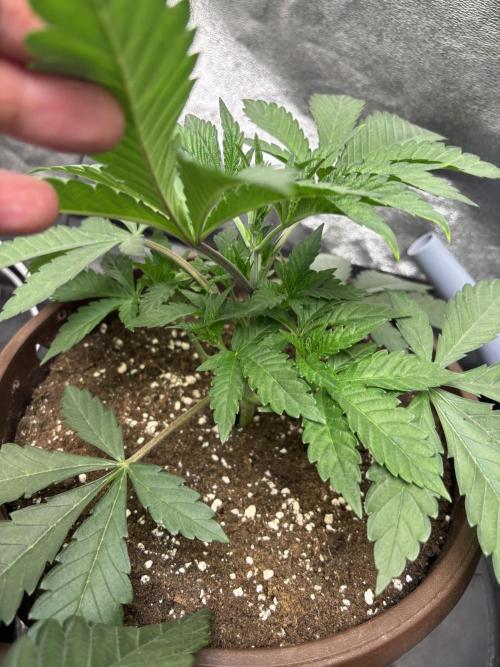 Biscotti Gelato. Week 4 - Nods places very well👍🏻