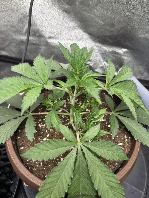 Biscotti Gelato. Week 4
