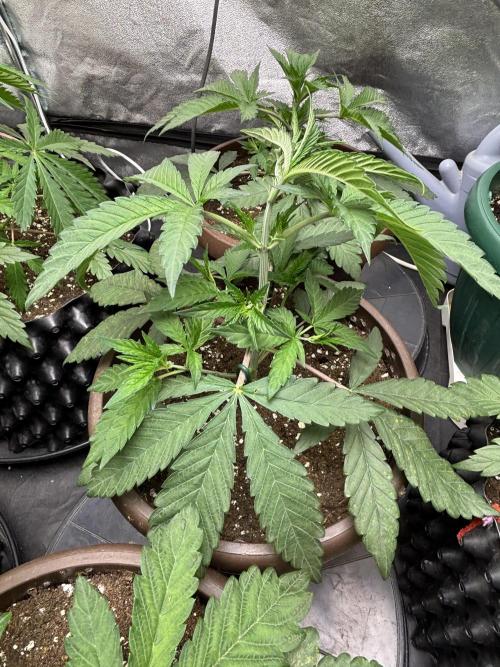 Biscotti Gelato. Week 4