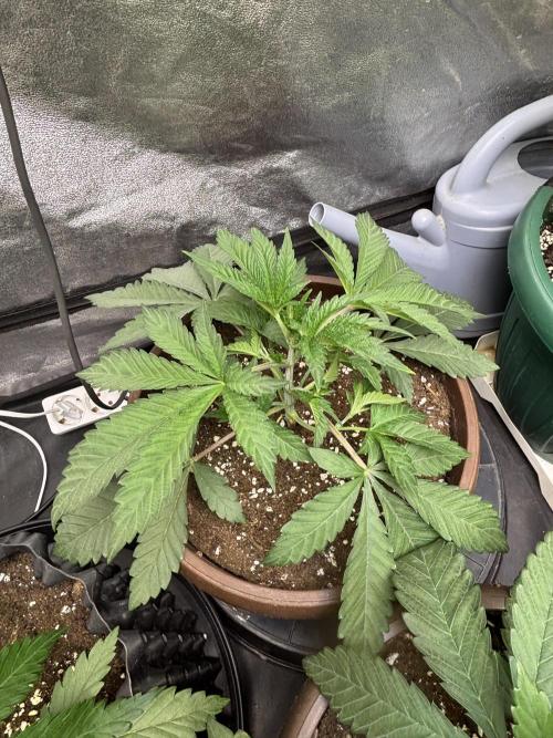 Biscotti Gelato. Week 4