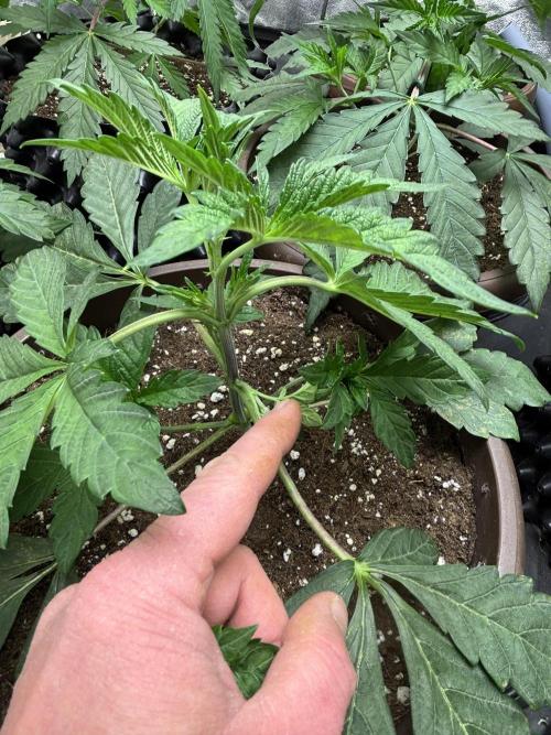Biscotti Gelato. Week 4 - Genetics bit weird but with time shes gonna be good😊