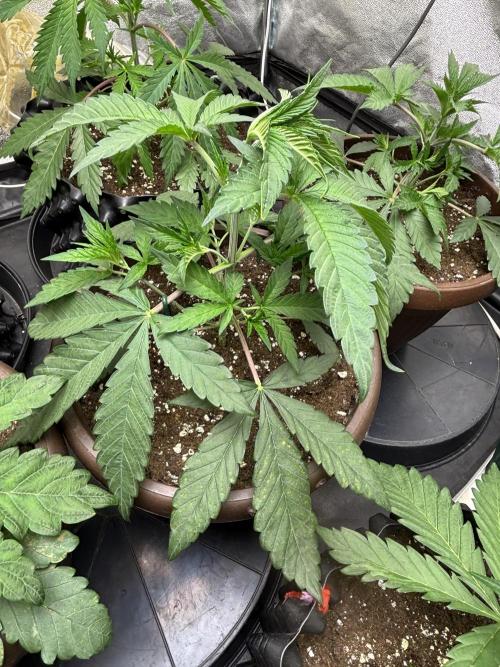 Biscotti Gelato. Week 4 - Very nice for LST