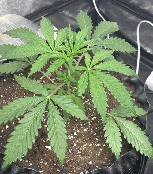 Glowstarz. Week 4 - Such beautiful strain