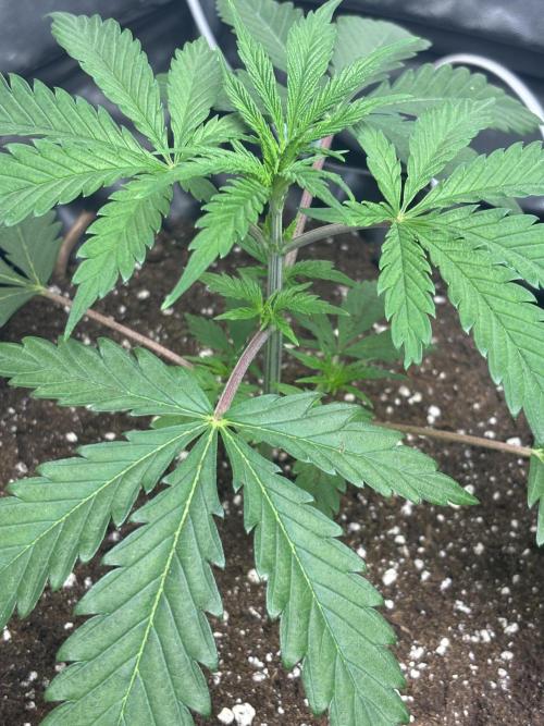 Glowstarz. Week 4 - LST dream plant