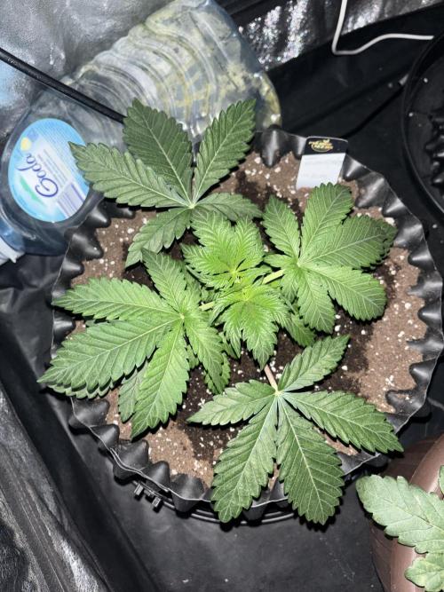 Glowstarz. Week 4
