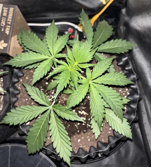 Glowstarz. Week 4