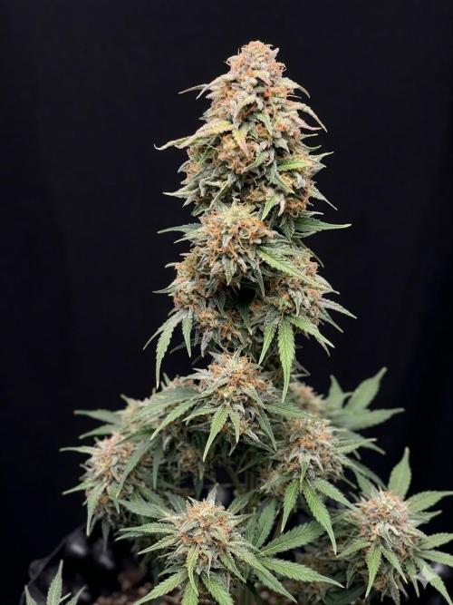 OSS autoflower show. Week 12