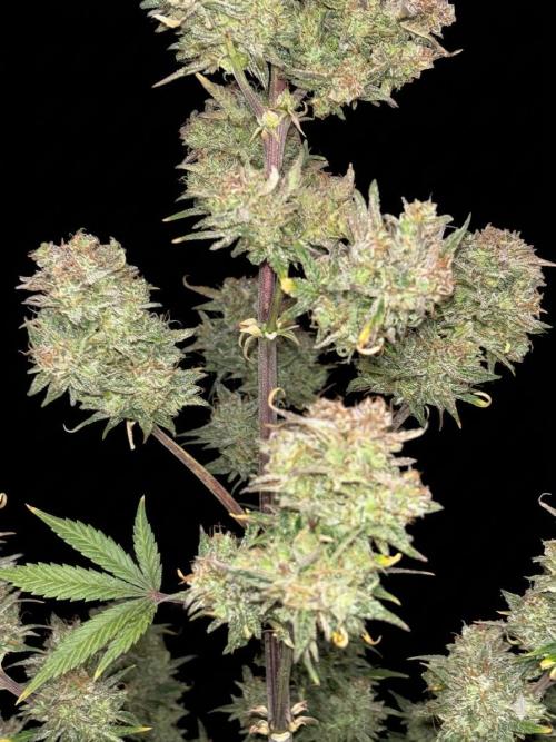 OSS autoflower show. Week 12