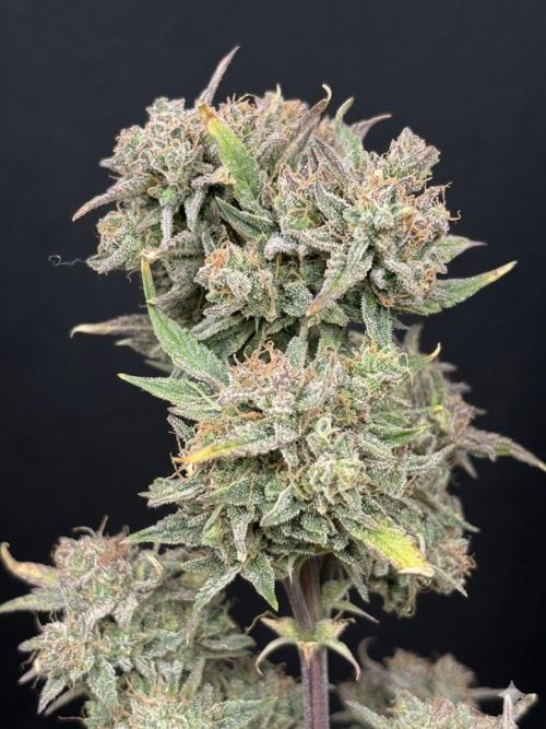 OSS autoflower show. Week 12