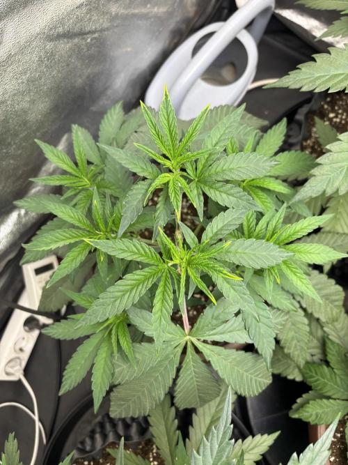 Biscotti Gelato. Week 5