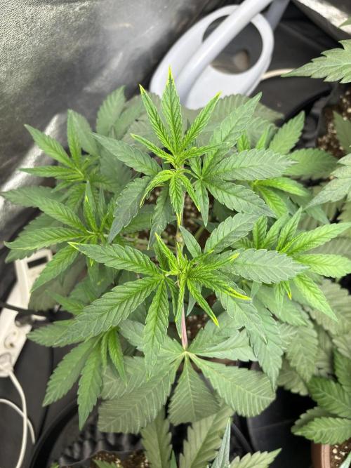 Biscotti Gelato. Week 5
