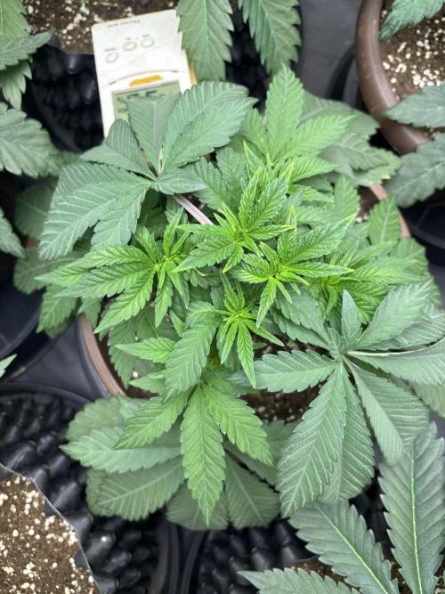 Biscotti Gelato. Week 5