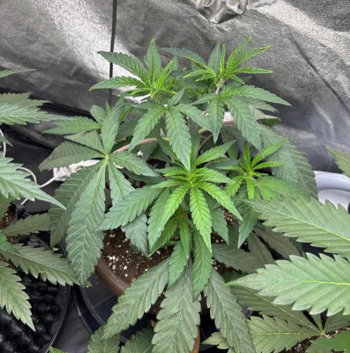 Biscotti Gelato. Week 5