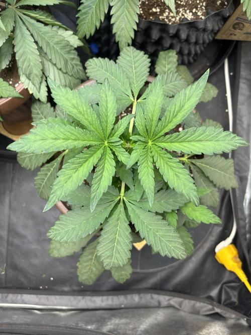 Biscotti Gelato. Week 5