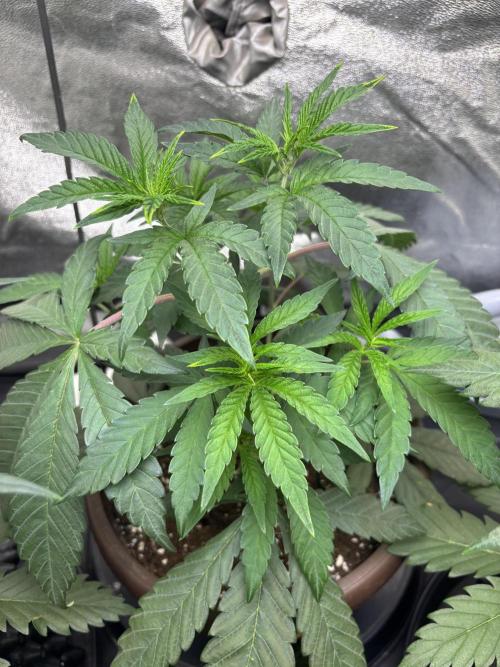 Biscotti Gelato. Week 5