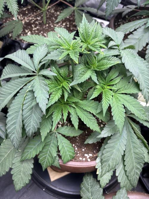 Biscotti Gelato. Week 5