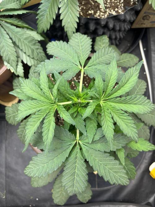 Biscotti Gelato. Week 5
