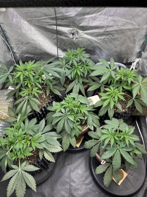 Biscotti Gelato. Week 5