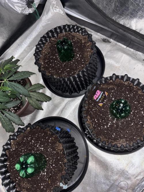 Frostbanger autos. Week 0