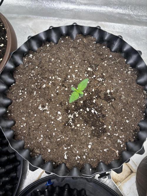 Frostbanger autos. Week 1