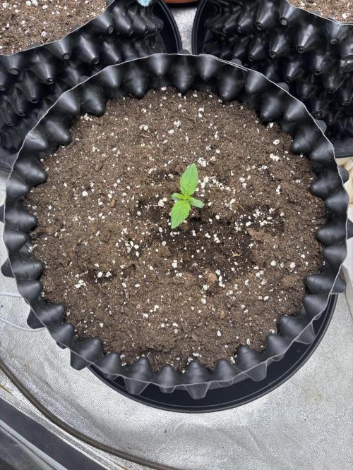 Frostbanger autos. Week 1