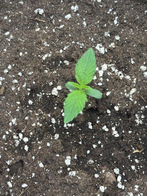 Frostbanger autos. Week 1