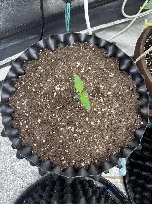 Frostbanger autos. Week 1