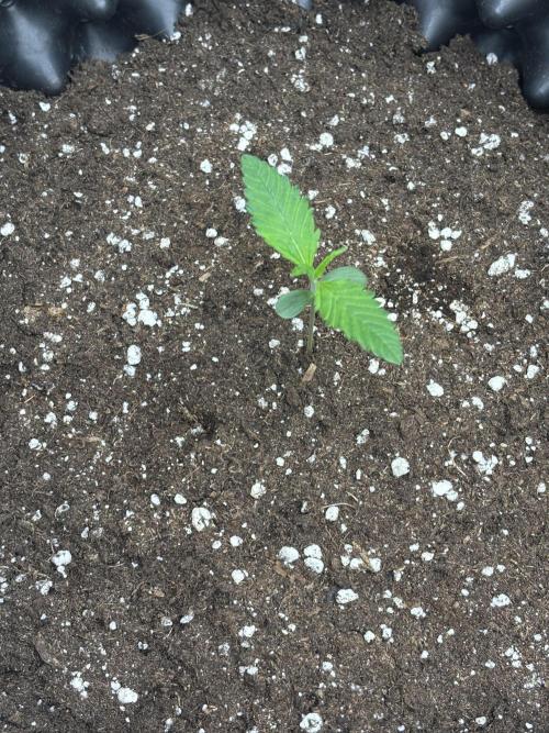 Frostbanger autos. Week 1