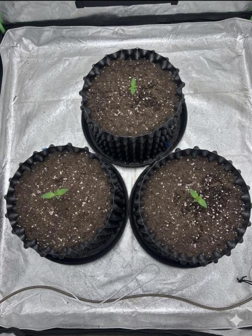 Frostbanger autos. Week 1