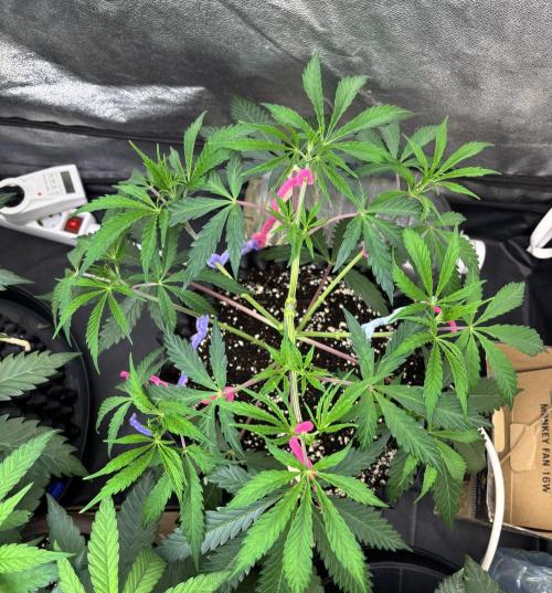 Glowstarz. Week 6