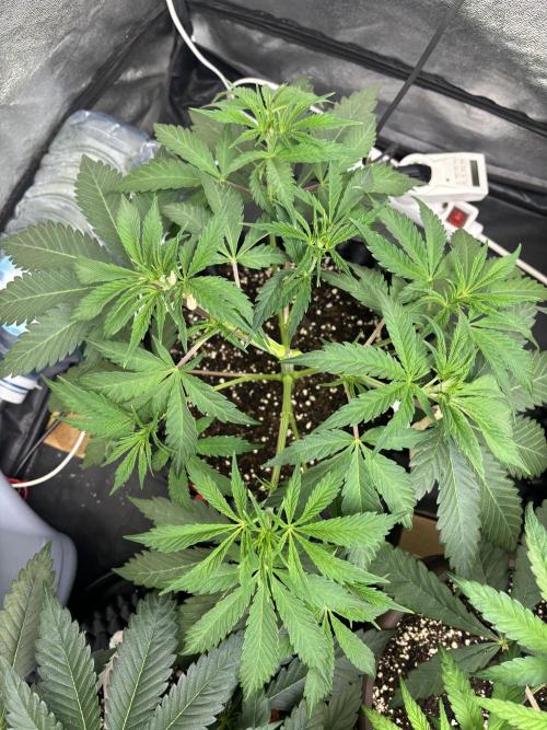 Glowstarz. Week 6