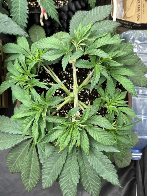 Biscotti Gelato. Week 6
