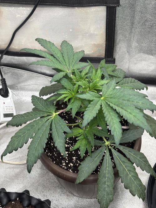 Biscotti Gelato. Week 6