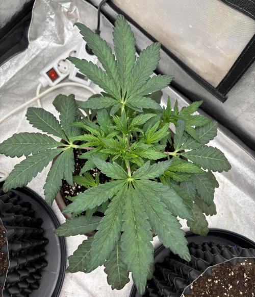 Biscotti Gelato. Week 6