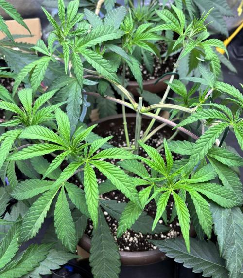 Biscotti Gelato. Week 6