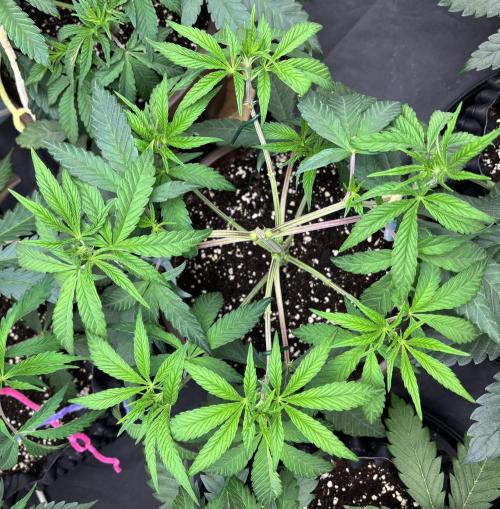 Biscotti Gelato. Week 6