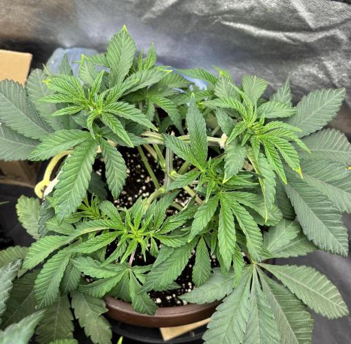 Biscotti Gelato. Week 6