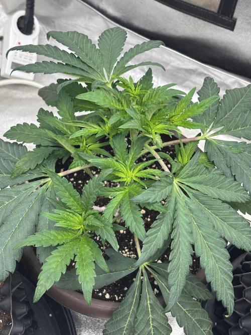 Biscotti Gelato. Week 6