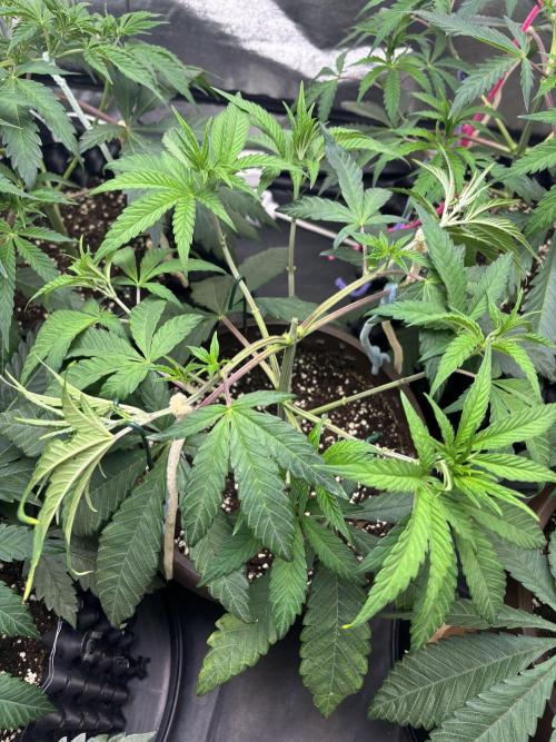 Biscotti Gelato. Week 6