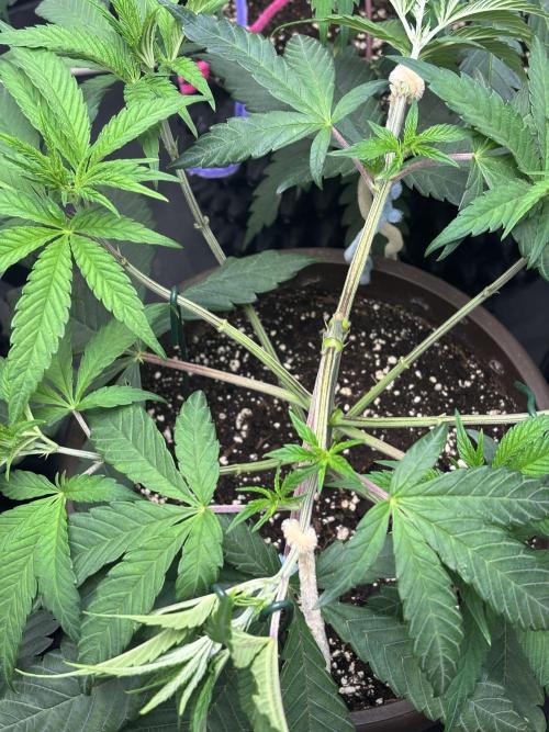 Biscotti Gelato. Week 6