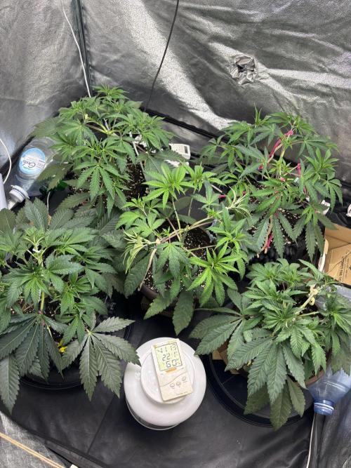 Biscotti Gelato. Week 6
