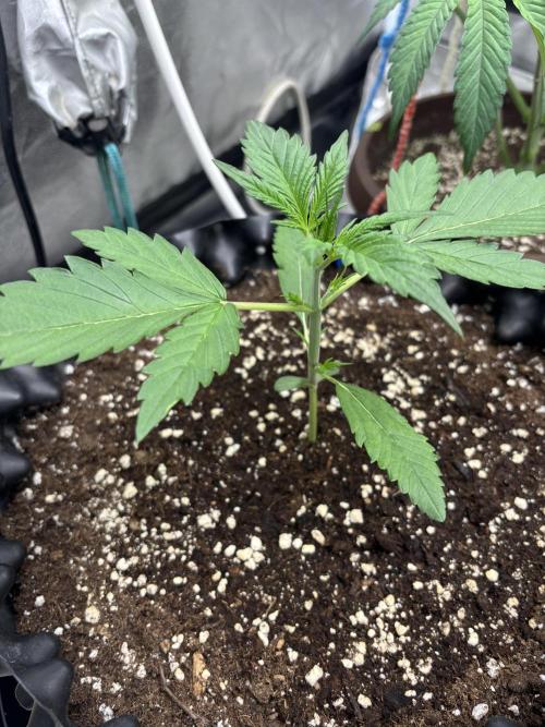 Frostbanger autos. Week 2