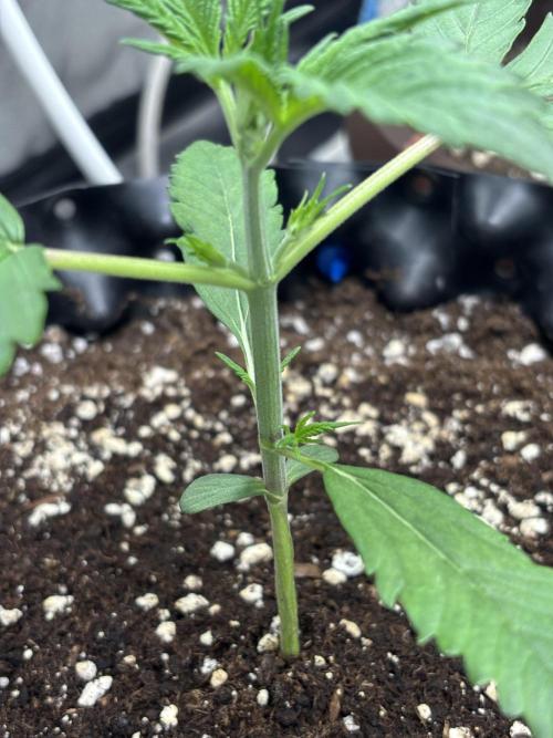 Frostbanger autos. Week 2